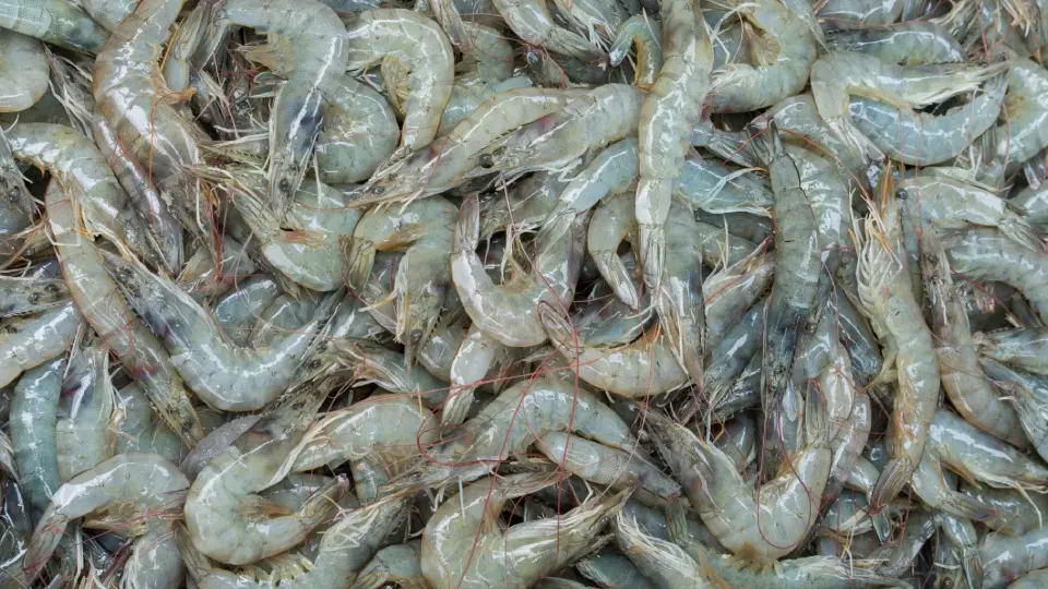 กุ้งไทยติดโรค ฉุดผลผลิต 2.5 แสนตัน จี้รัฐเร่งแก้เป็นวาระแห่งชาติ