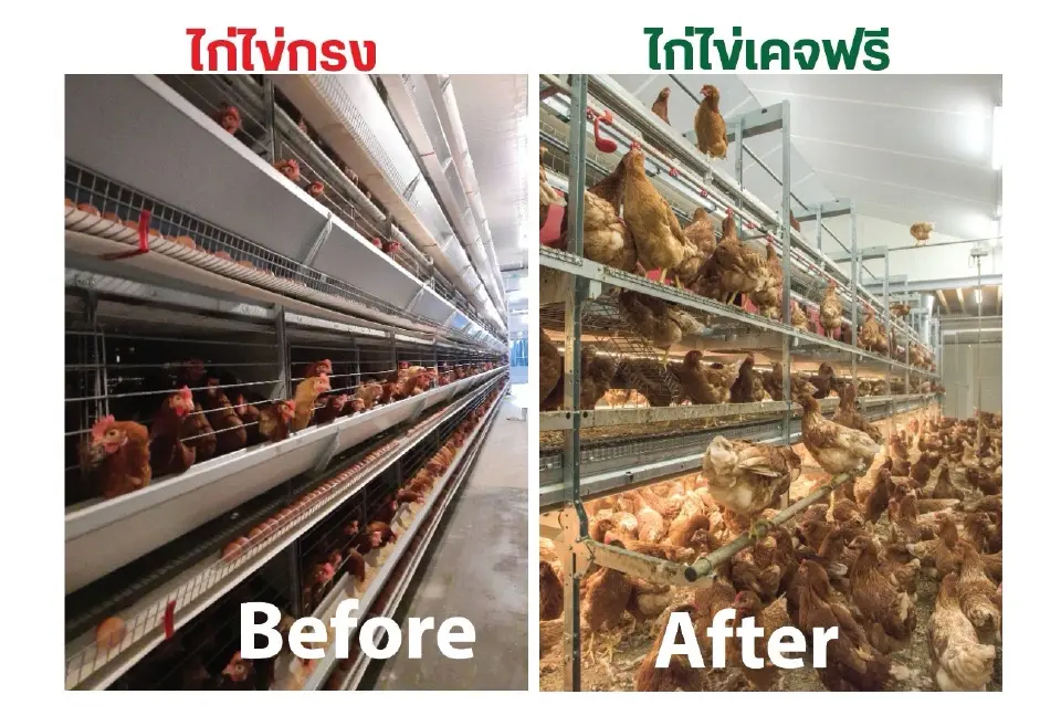 วาระร้อน Egg Board จ่อไฟเขียว “รายใหม่” นำเข้าพ่อแม่พันธุ์ไก่ไข่ Cage-Free รายแรกไทย