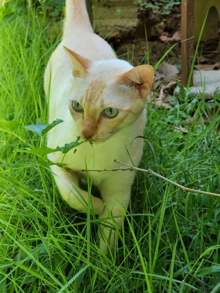 International Cat Day