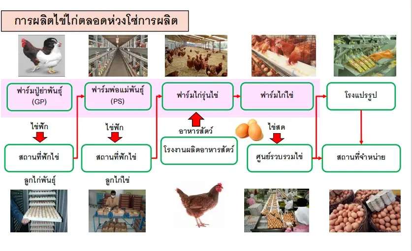 การผลิตไข่ไก่ตลอดห่วงโซ่การผลิต