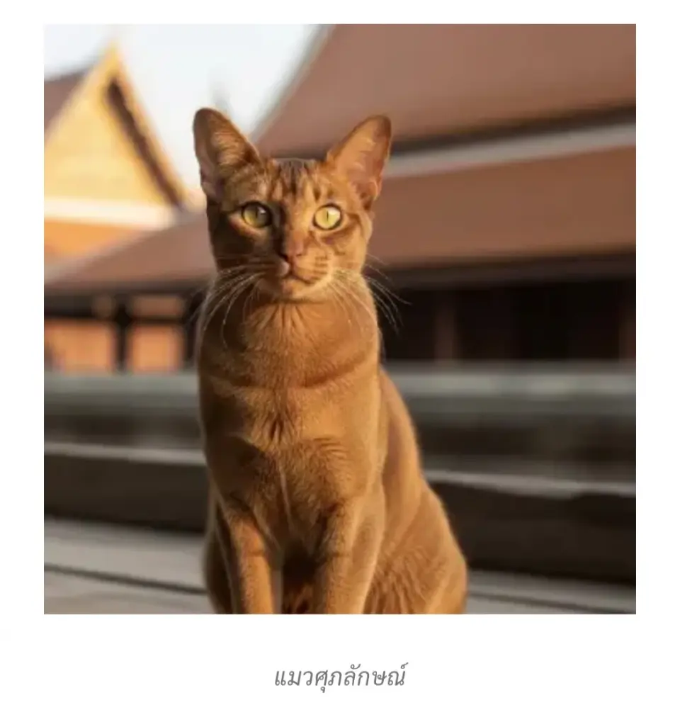 แมวไทย