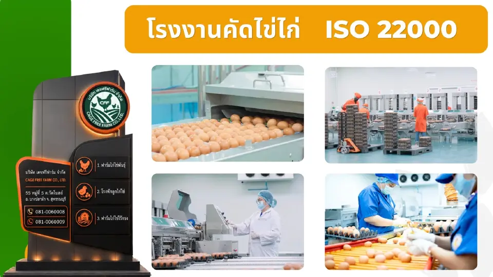 วาระร้อน Egg Board จ่อไฟเขียว “รายใหม่” นำเข้าพ่อแม่พันธุ์ไก่ไข่ Cage-Free รายแรกไทย