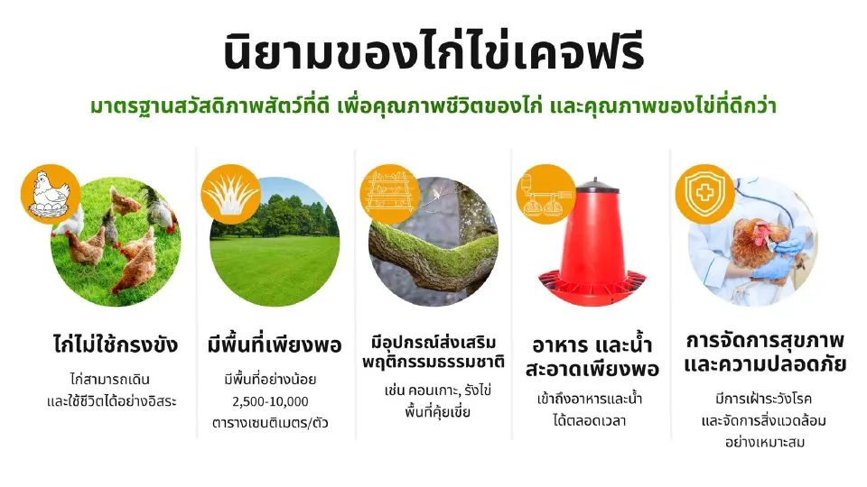 วาระร้อน Egg Board จ่อไฟเขียว “รายใหม่” นำเข้าพ่อแม่พันธุ์ไก่ไข่ Cage-Free รายแรกไทย