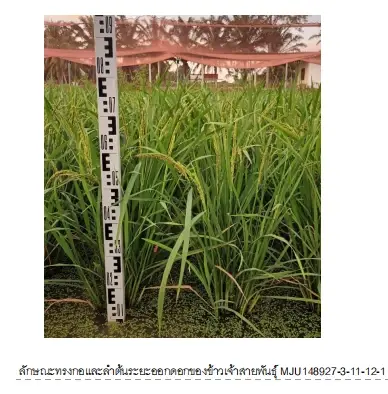 จับตา กรมการข้าว จ่อรับรอง 7 พันธุ์ใหม่ ดัน “หอมสยาม-สุวรรณภูมิ 1” เพิ่มทางเลือกชาวนา