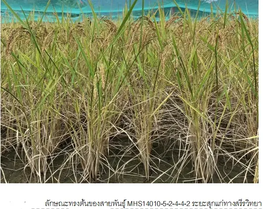จับตา กรมการข้าว จ่อรับรอง 7 พันธุ์ใหม่ ดัน “หอมสยาม-สุวรรณภูมิ 1” เพิ่มทางเลือกชาวนา