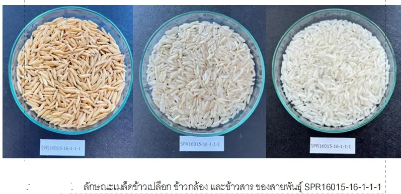 ว่าที่ "พันธุ์ กข121"