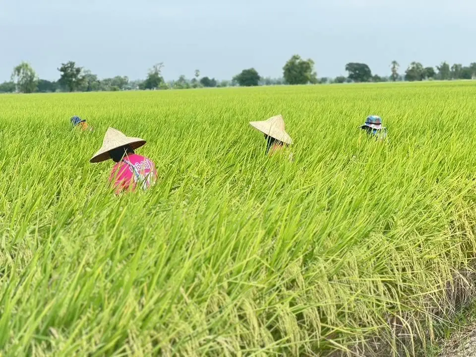 ผลิตเมล็ดพันธุ์ข้าว