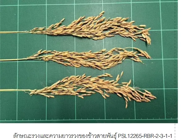 ข้าวเจ้าสายพันธุ์ PSL12265-RBR-2-3-1-1