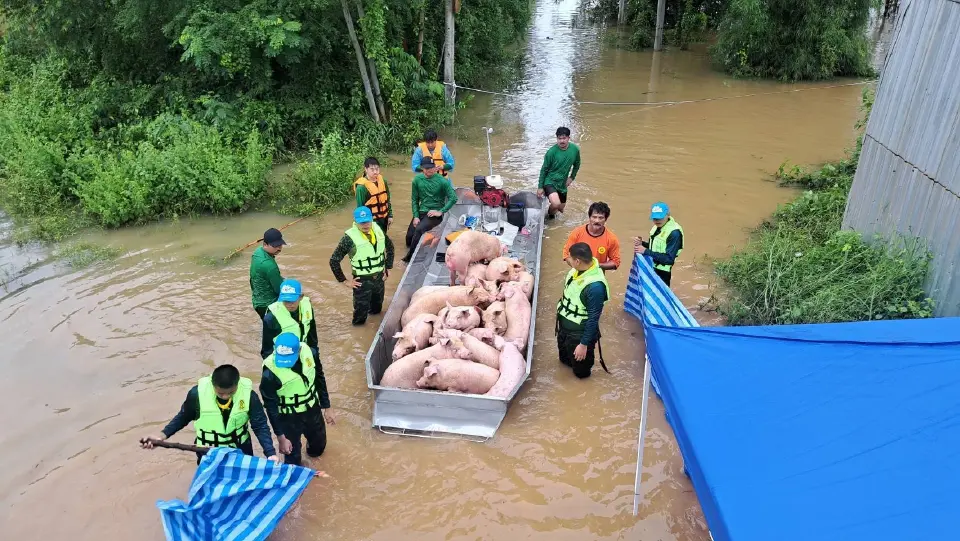 อพยพสุกรหนีน้ำ
