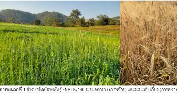 ข้าวบาร์เลย์สายพันธุ์ FN BLS#140