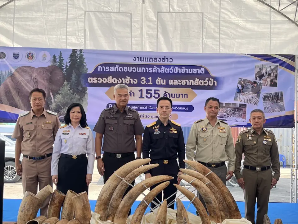 กรมศุลกากรผนึก DSI-กรมอุทยานฯ สกัดขบวนการลักลอบค้างาช้างข้ามชาติ
