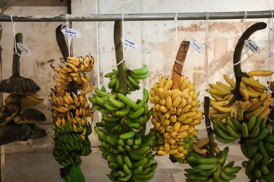 “รสชาติไทย”ชูวัตถุดิบไทย ผ่าน Banana Party สร้างสรรค์อาหาร ขนม ด้วยภูมิปัญญา