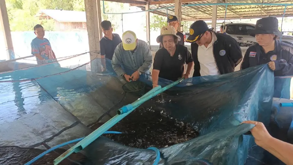 กาฬสินธุ์เร่งคุมปลาหมอคางดำเขื่อนลำปาว 