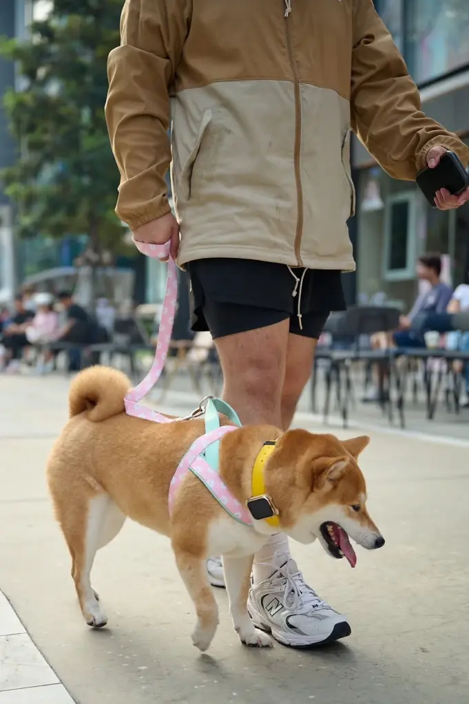 AIS เปิดตัว SMART Pets Phone ยกระดับสู่ “สมาร์ทโฟนประจำตัว” สัตว์เลี้ยง