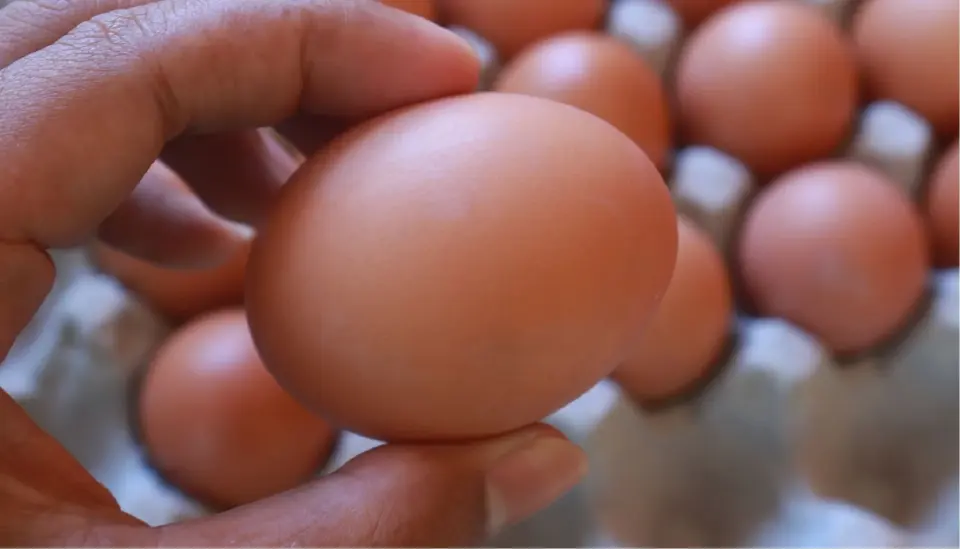 น้ำท่วมทำไก่ไข่ตาย 3.2 ล้านตัว เกษตรกรยันผลผลิตพอ ราคาหน้าฟาร์มยืน 4 บาท