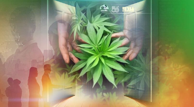 เปิดตัว สมาคมนักปลูกกัญชาเเห่งประเทศไทย ปั้นนักปลูกมืออาชีพ