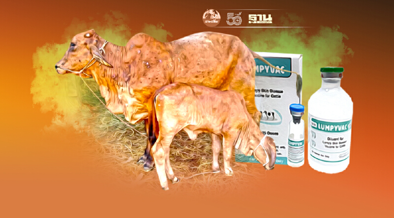 “ลัมปี สกิน” เขย่าปศุสัตว์ตลาดโคเนื้อ-โคนม สะเทือน 1.1 แสนล้าน