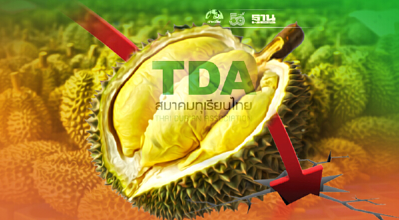 "สมาคมทุเรียนไทย" ไขข้อข้องใจ ทำไมทุเรียนใต้ราคาลงในช่วงนี้ ? "สมาคมทุเรียนไทย" ไขข้อข้องใจ ทำไมทุเรียนใต้ราคาลงในช่วงนี้ ?