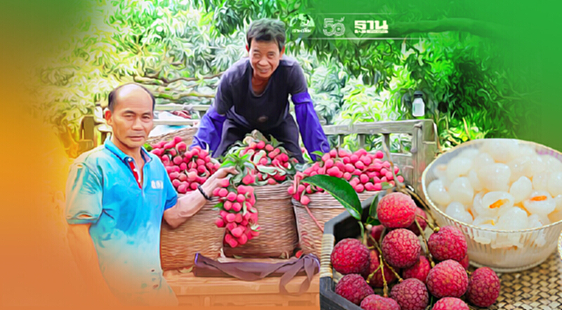 จีนผลักดัน‘ลิ้นจี่กวางตุ้ง’ ฉายา “ผลไม้พันปี” สู่ตลาดโลก จีนผลักดัน‘ลิ้นจี่กวางตุ้ง’ ฉายา “ผลไม้พันปี” สู่ตลาดโลก