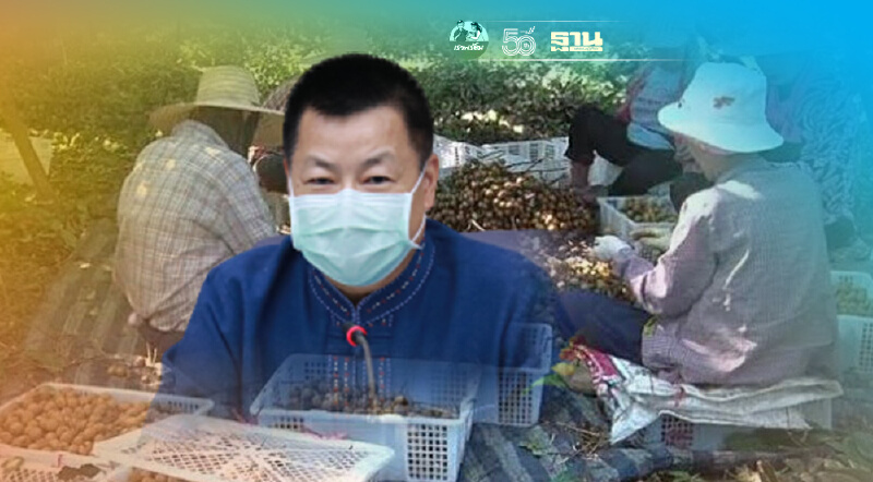 ลำไยเหนือผลผลิตล้น ธ.ก.ส.อัดพันล้านผ่านสินเชือ4โครงการดูแลห่วงโซ่