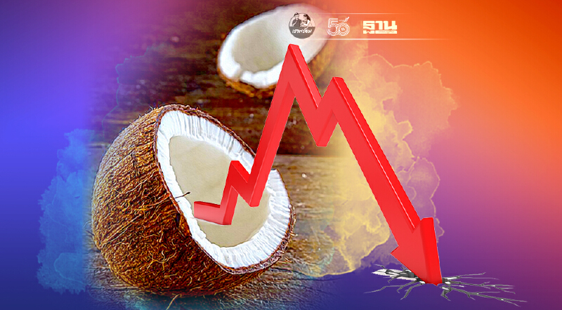 จ๊าก “มะพร้าว” ราคาดิ่งเหว เหลือลูกละ 8 บาท เจ๊งขาดทุนยับ