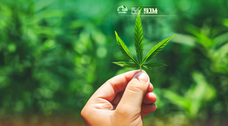 ตลาดกัญชงไทยจะไปทิศทางไหน โอกาสและความท้าทายมีอะไรบ้าง