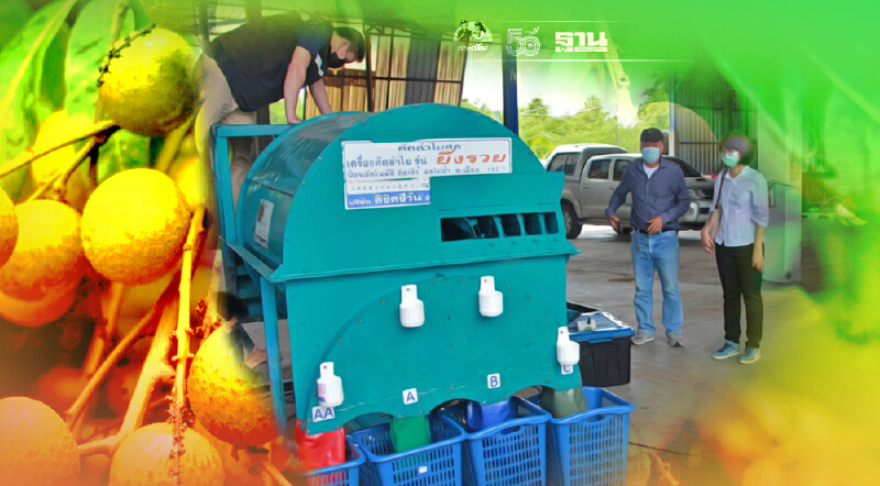 “พาณิชย์จังหวัดลำพูน”ผลักดัน  มาตรฐานเครื่องคัดลำไยสด