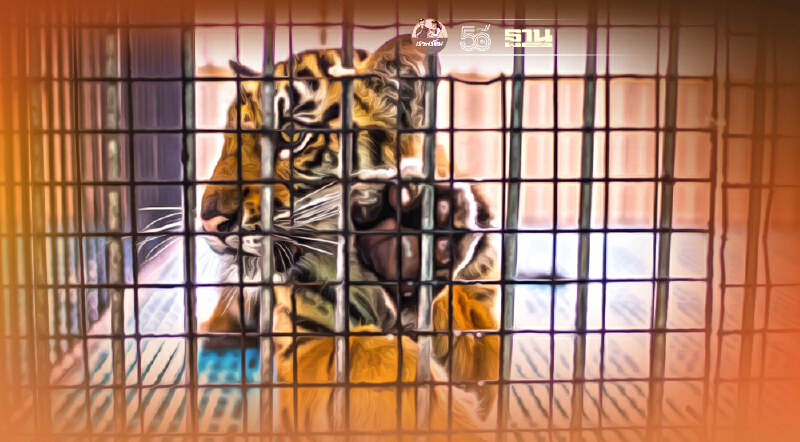 องค์กรพิทักษ์สัตว์แห่งโลก ห่วง‘สวัสดิภาพสัตว์’หลัง‘สวนเสือศรีราชา’ปิดตัว