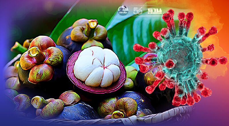 ผ่าวิกฤติ “มังคุด” ราคาตก ซื้อแจกผู้ป่วยโควิดกว่าแสนคน