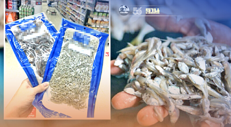 วอน! “โมเดิร์นเทรด” เลิกขาย “ปลาเด็ก” เรื่องไม่เล็กของทะเลไทย วอน! “โมเดิร์นเทรด” เลิกขาย “ปลาเด็ก” เรื่องไม่เล็กของทะเลไทย