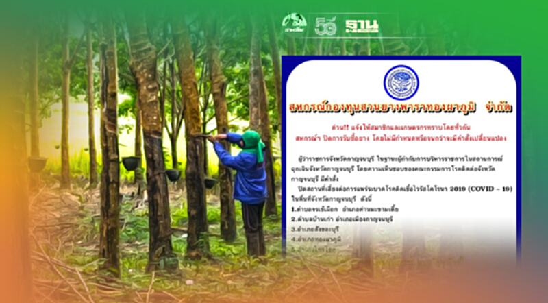 สหกรณ์กองทุนสวนยางพาราทองผาภูมิ ปิดประกาศหยุดรับซื้อยางโดยไม่มีกำหนด สหกรณ์กองทุนสวนยางพาราทองผาภูมิ ปิดประกาศหยุดรับซื้อยางโดยไม่มีกำหนด