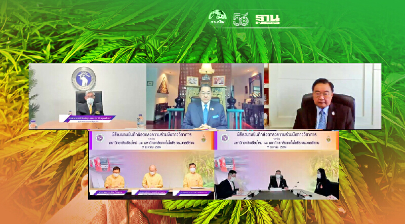 มช. - มทร.อีสาน จับมือพัฒนาข้าว กัญชง กัญชา พืชสมุนไพร