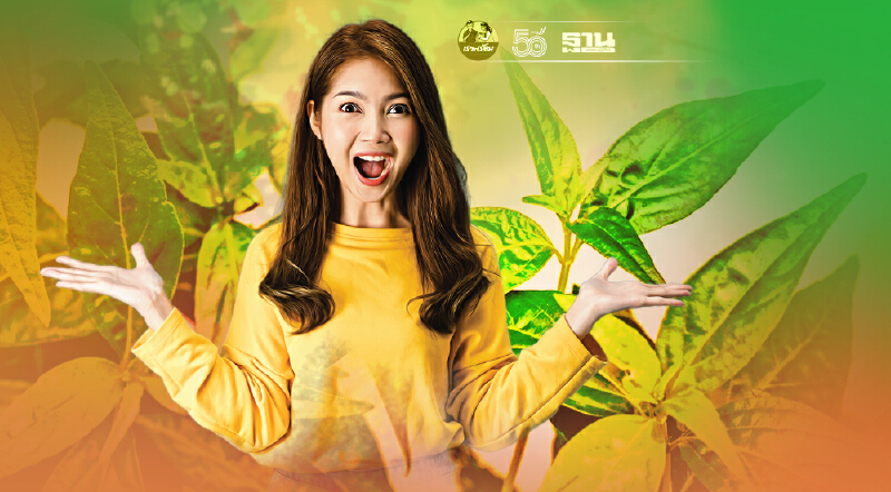 เตรียมแจก "ฟ้าทะลายโจร" 500,000 ต้นภายในเดือนนี้