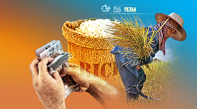 ประกันรายได้ข้าว ปี3  เฮหรือหุบ วันนี้ 23 ส.ค.