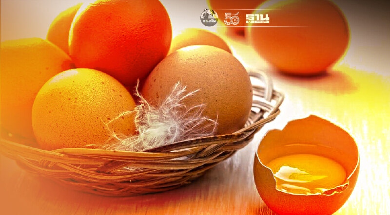 ปศุสัตว์ห้ามไข่เชื้อไก่เนื้อพันธุ์ขายตลาดไข่ไก่บริโภค