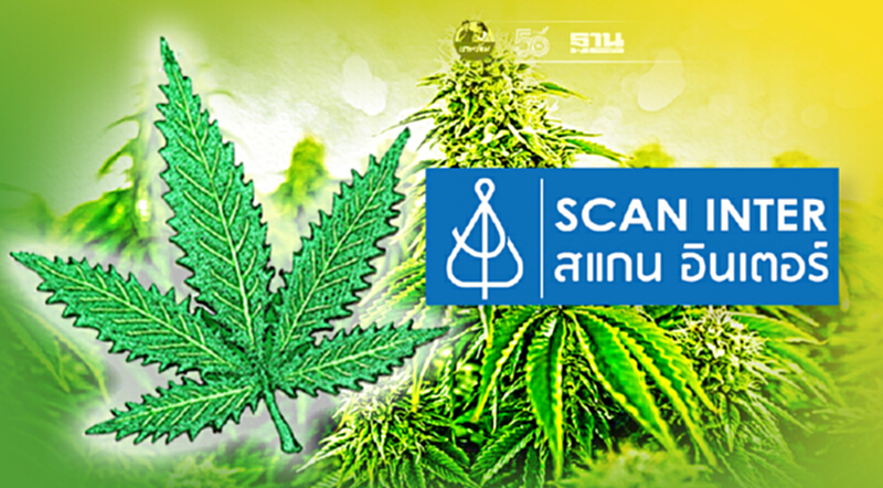 SCN ยื่นปลูกกัญชงแล้วเตรียมลุย Contract Farming ต่อเนื่อง SCN ยื่นปลูกกัญชงแล้วเตรียมลุย Contract Farming ต่อเนื่อง