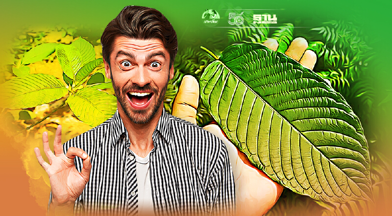 ใบกระท่อม ประโยชน์และโทษ หลังปลดล็อกเสรี