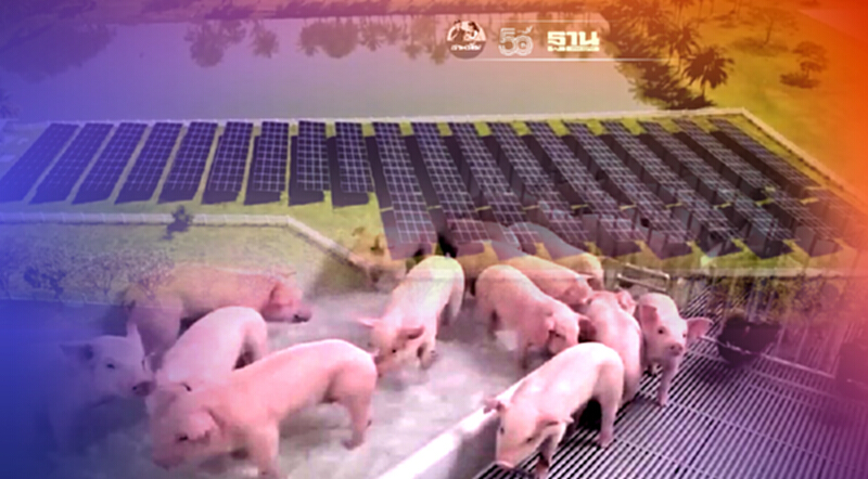 ซีพีเอฟต่อยอด “Greenfarm”หนุนใช้ พลง.ทดแทน ไบโอแก๊ส-โซลาร์ฟาร์มทั่วประเทศ ซีพีเอฟต่อยอด “Greenfarm”หนุนใช้ พลง.ทดแทน ไบโอแก๊ส-โซลาร์ฟาร์มทั่วประเทศ