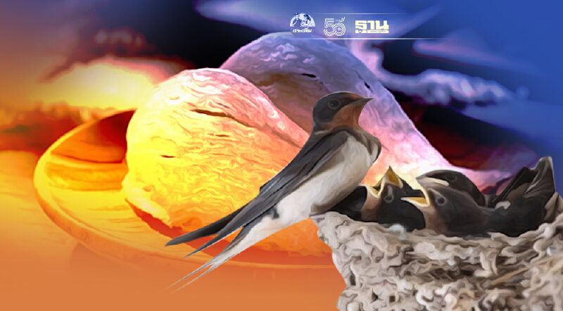 "สยามเนสท์" วางเงินเพิ่ม10ล้านขอร่วมเฝ้าเกาะรังนก หวั่นโดนฉก