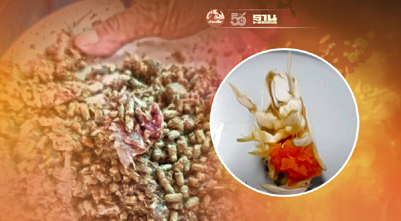 ม.อ.เพิ่มมูลค่า ‘จักจั่นทะเล’ แปรรูปสู่อาหารเลี้ยงปลาช่อน