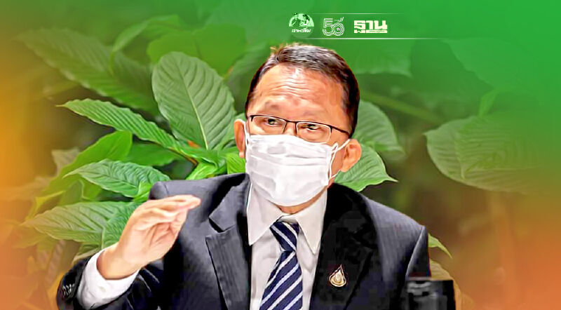 เอาแน่ 24 ส.ค. ปลดล็อกพืชกระท่อม ถูกกฎหมาย