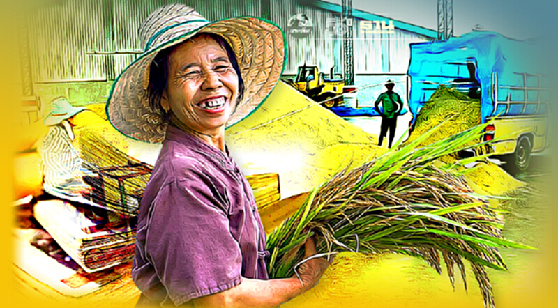 ประกันรายได้ข้าว ปี 3 ราคาเท่าไหร่ เงื่อนไขอย่างไร สรุปครบจบที่นี่ ประกันรายได้ข้าว ปี 3 ราคาเท่าไหร่ เงื่อนไขอย่างไร สรุปครบจบที่นี่