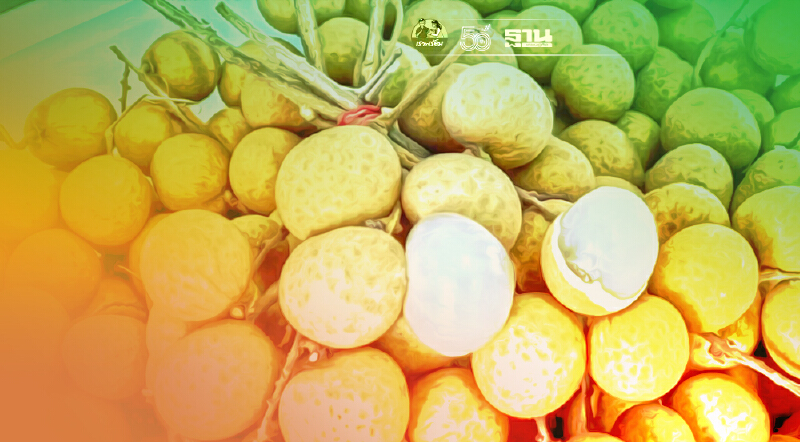 จีนปลดล็อก 56 โรงคัดบรรจุส่งออกลำไย  ดันราคาลำไยในปท.สูงขึ้น