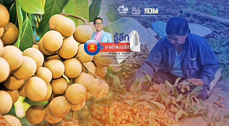 แก้ปัญหา “ราคาลำไยตกต่ำ” อย่างถาวร ต้องทำอย่างไร ?