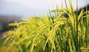 กรมการข้าว เผย  MOU โครงการแปลงใหญ่ฯแล้วกว่า 2,000 แปลง 