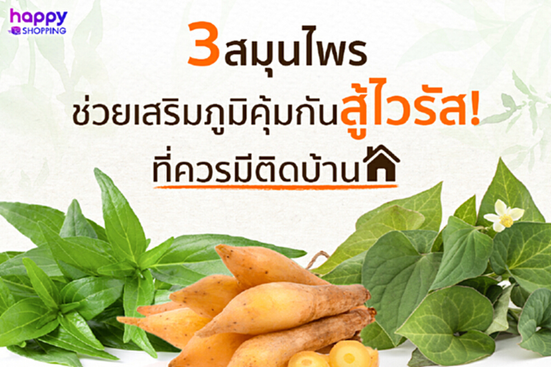 3 สมุนไพรช่วยเสริมภูมิคุ้มกันสู้ไวรัสที่ควรมีติดบ้าน 3 สมุนไพรช่วยเสริมภูมิคุ้มกันสู้ไวรัสที่ควรมีติดบ้าน