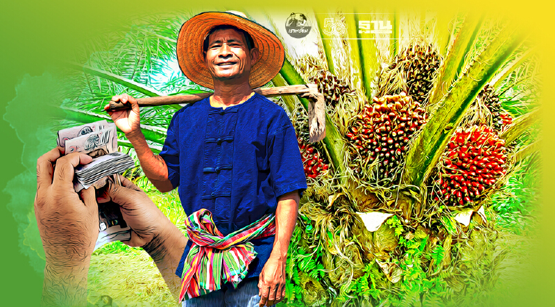 ประกันรายได้ปาล์ม ปี 3 เสนอกนป.กำหนดราคาเป้าหมาย 4 บาทต่อกก.