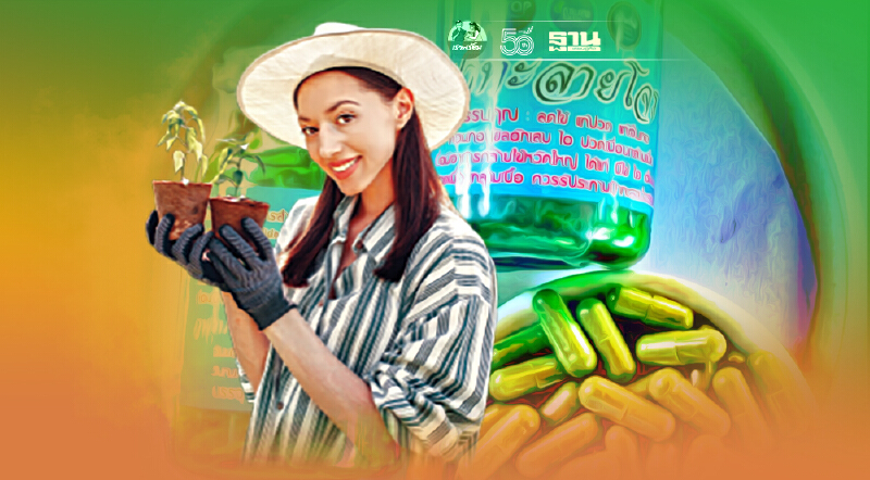 ม.เกษตร สกลนคร พัฒนา"ฟ้าทะลายโจร" สร้างรายได้ให้เกษตกร