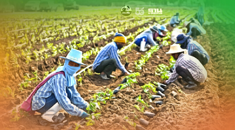 ซีพี ถือฤกษ์ “วันแม่” ปลูกกล้า “ฟ้าทะลายโจร” 100 ไร่