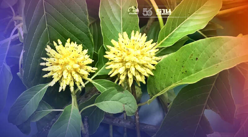 ปลดล็อก"พืชกระท่อม"ออกจากยาเสพติด มีผล 24 ส.ค.นี้